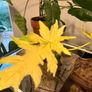 Philodendron Warscewiczii Aurea Flavum Image 3