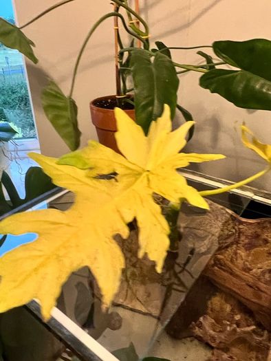 Philodendron Warscewiczii Aurea Flavum