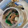 Fish Tank, cleaning bowl, ideal starter pack Image 10
