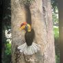 Rainforest by Thomas Marent - Stunning DK Photography Book Image 8