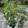 Weeping Fig, house tree Image 6