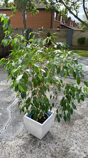 Weeping Fig, house tree