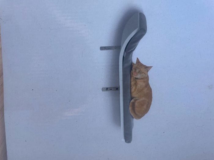 cat bed