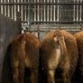 1 Pedigree limousin bull Image 10