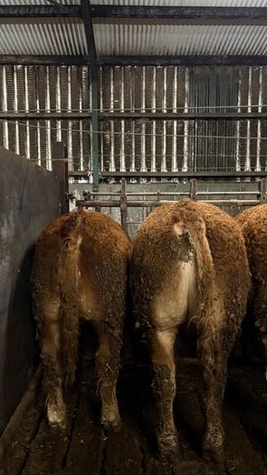 1 Pedigree limousin bull