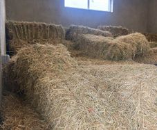 Hay