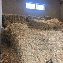 Hay