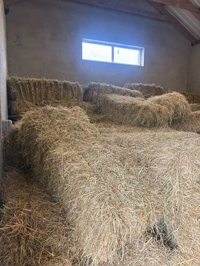 Hay