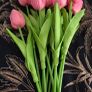 Artificial White Tulips 10 Stems 34cm Image 4