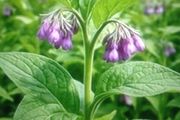 Russian Comfrey Bocking -14 Organic