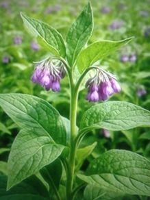 Russian Comfrey Bocking -14 Organic
