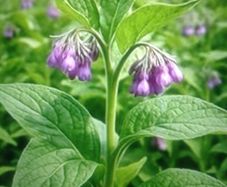 Russian Comfrey Bocking -14 Organic