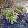 Plants and Glazed pots Image 6