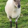 Ewe Hoggets Image 7