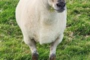 Ewe Hoggets
