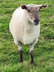 Ewe Hoggets