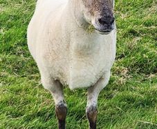 Ewe Hoggets