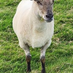 Ewe Hoggets