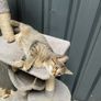 kittens for adoption Image 7