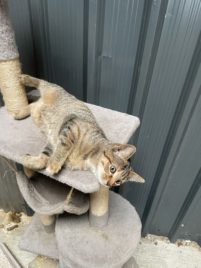 kittens for adoption
