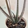 aloe vera plant Image 3
