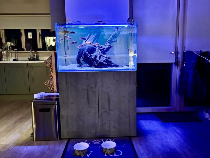 PRICE DROP Aqua spec 280litre with Aqua spec Grey tall stand 2 filters and lights cichlid tank