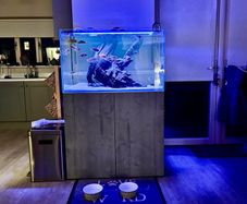 PRICE DROP Aqua spec 280litre with Aqua spec Grey tall stand 2 filters and lights cichlid tank