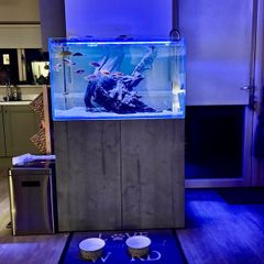 PRICE DROP Aqua spec 280litre with Aqua spec Grey tall stand 2 filters and lights cichlid tank
