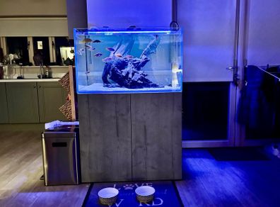 PRICE DROP Aqua spec 280litre with Aqua spec Grey tall stand 2 filters and lights cichlid tank