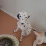 Antique cat and dog figurines  - including Beswick Image 6