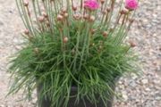 Sea Thrift (Sea pink or Cliff Rose)