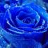 rrosie