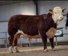 5 star  Hereford bulls