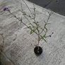 Verbena Bonariensis Image 2
