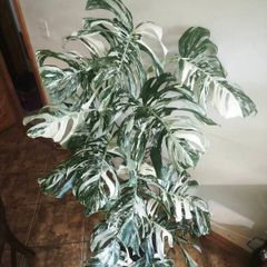 Rare 1.5m Statement Piece Monstera Albo Variegata