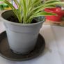 spider plant Image 3