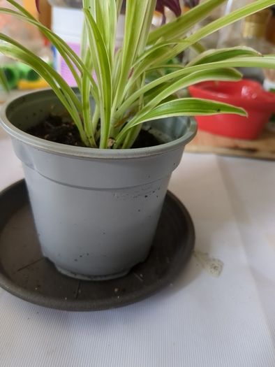 spider plant