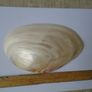 Large shell, Home decor, Ornaments,Shell, Image 3