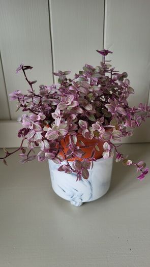 Tradescantia Nanouk.