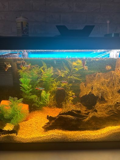 fish tank