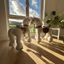 2 Unicorn riding ponies Image 3