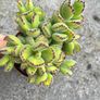 plant Image 2