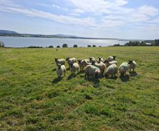 Hogget Ewes