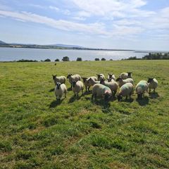 Hogget Ewes
