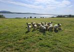 Hogget Ewes