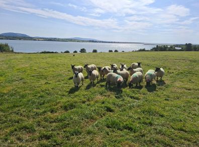 Hogget Ewes
