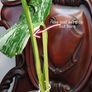 No.73 Monstera Albo Image 7