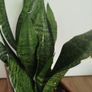 Snake plant Image 4