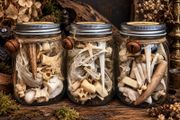 Oddities Bone Jars Curiosity Osteology Display