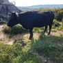 Cow and calf for sale Image 7